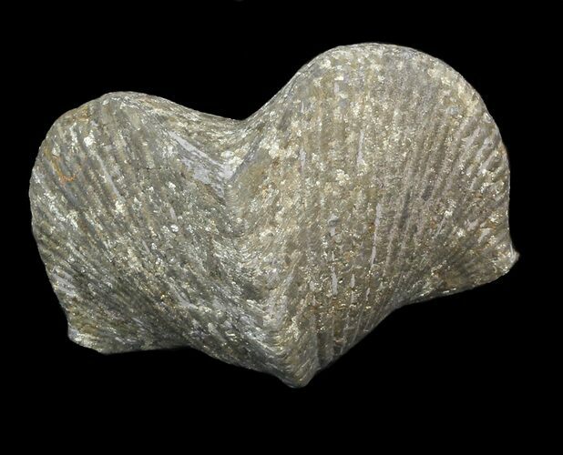 Pyrite Replaced Brachiopod (Paraspirifer) - Ohio #42834